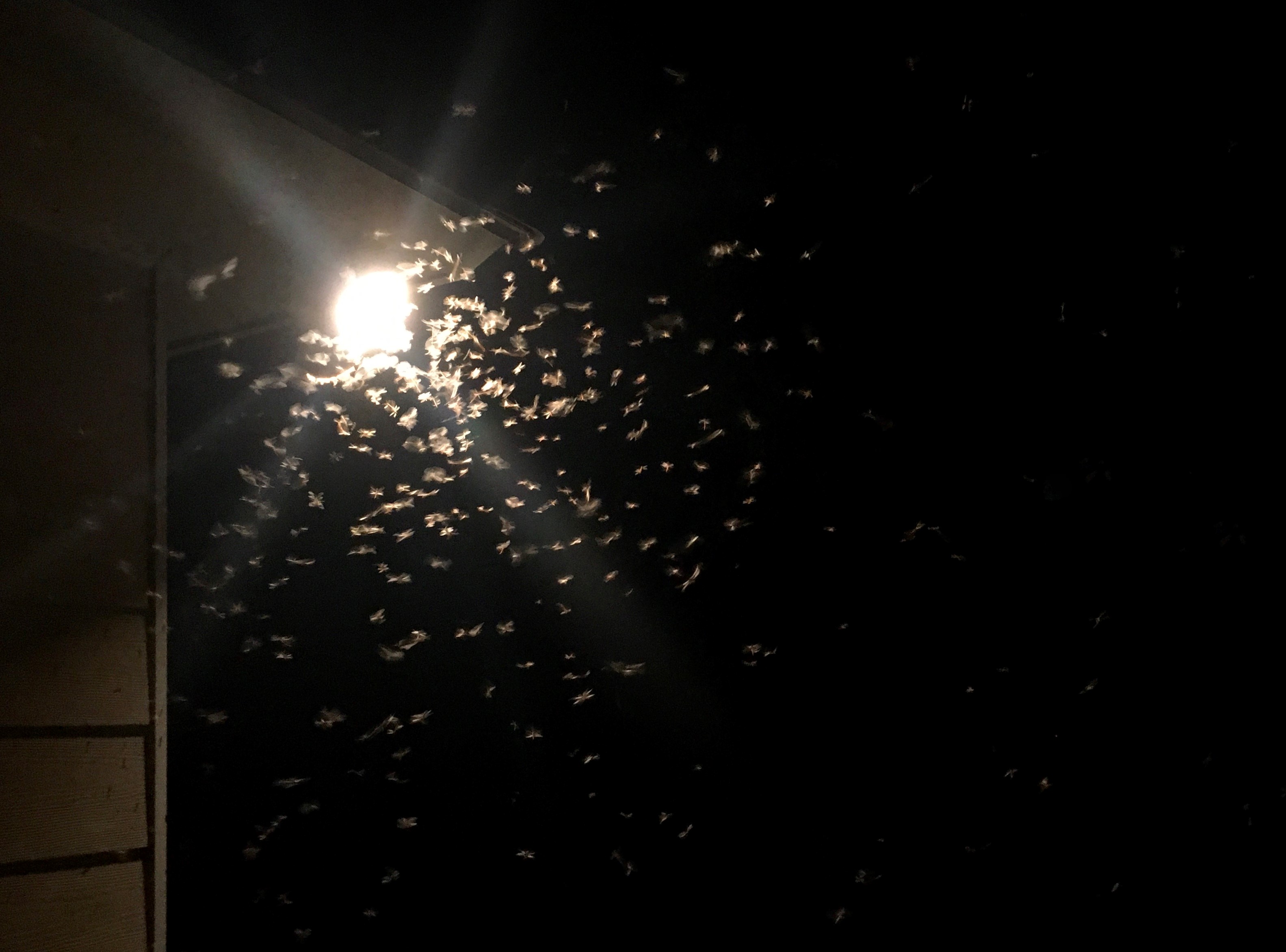 Termites swarm around flood light.